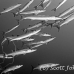 barracuda_blackfin_jr_h_0705_png0302_bw.jpg